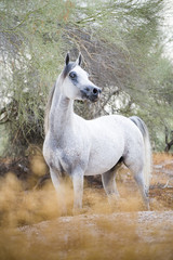 Arabian Horse in Desert Landscape, Vertical