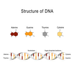 structure of DNA