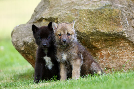 Wolf Puppies Images Browse 93 863 Stock Photos Vectors and