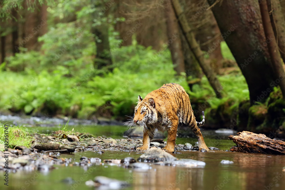 Wall mural The Siberian tiger (Panthera tigris tigris),also called Amur tiger (Panthera tigris altaica) walking through the water. Beautiful female Siberian tiger in warm summer.