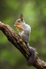 The red squirrel or Eurasian red sguirrel (Sciurus vulgaris) sitting in the scandinavian forest. Squirrel in a typical environment.