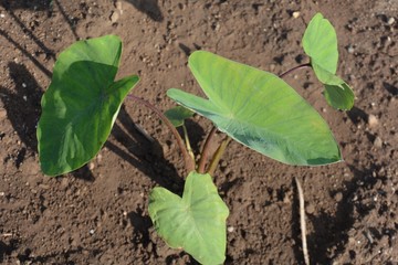 Taro cultivation