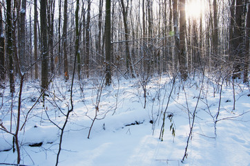 Fototapeta premium Sunset in winter forest