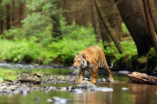 Fototapeta The Siberian tiger (Panthera tigris tigris),also called Amur tiger (Panthera tigris altaica) walking through the water. Beautiful female Siberian tiger in warm summer.