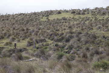 Cabellos del paramo