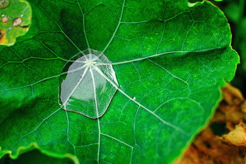 Rain water gathered onto a leaf in a field.