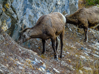 Bighorn sheep (Ovis canadensis) grazing on the side of the road, Jasper National Park, Alberta, Canada
