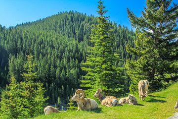 Naklejka premium Bighorn sheep (Ovis canadensis) relaxing on a hillside, Banff National Park, Alberta, Caanda