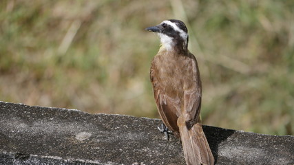 Kiskadee