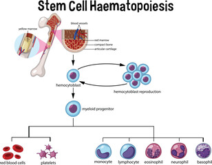 Stem Cell Haematopoiesis Diagram - obrazy, fototapety, plakaty