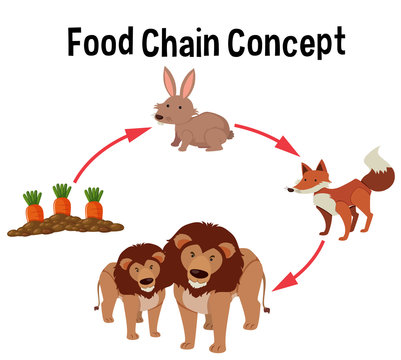 Food chain concept diagram