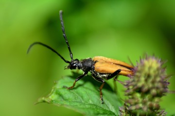 Rothalsbock   (  Stictoleptura rubra  )  Käfer von der Seite in der grünen  Natur