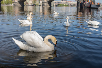 white swans on the Vltava river in Prague, Czech Republic