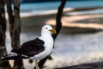 Southern black-backed gull,(Larus dominicanus), on the beach, Point Chevier, Auckland, New Zealand