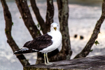 Southern black-backed gull,(Larus dominicanus), on the beach, Point Chevier, Auckland, New Zealand