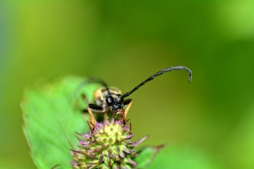 Rothalsbock   (  Stictoleptura rubra  )  Käfer von vorne in der grünen Natur mit viel Textfreiraum