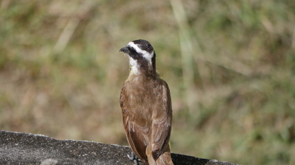 Kiskadee
