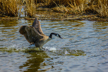 Canada goose takes flight, Frank Lake, Alberta, Canada