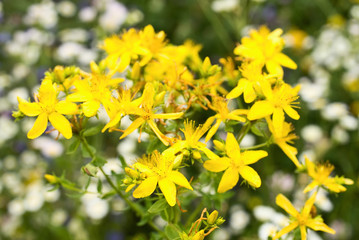 St. John's wort is blooming in the meadow in summer. Natural medicine against depressions. 