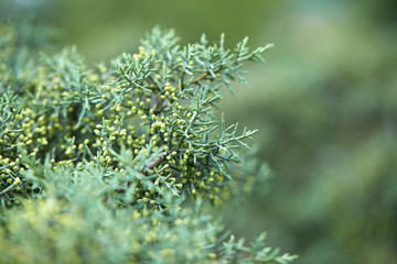 green lush branches of coniferous tree