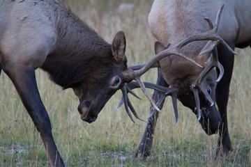 Bull elk, (Cervus canadensis), sparing, banff National Park, Alberta, Canada