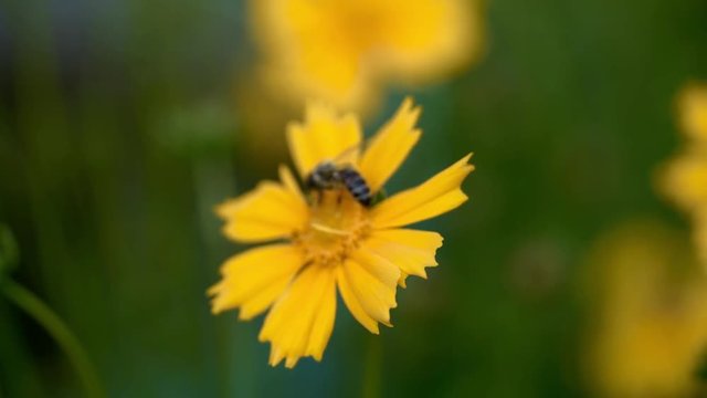 Coreopsis. Honey bee collecting pollen on a bright yellow flower.
