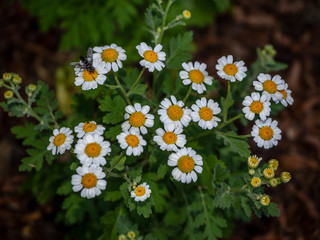 fly on chamomile flower close up, macro