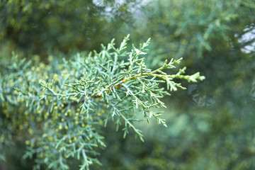 green lush branches of coniferous tree