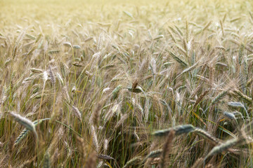 Von. A field with wheat