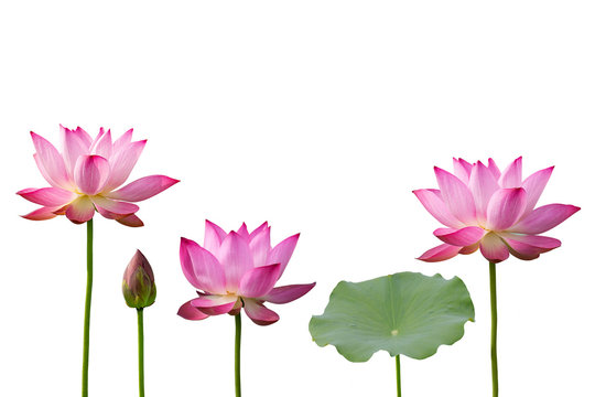 Fototapeta Pink Lotus And Leaf Isolated On White Background.