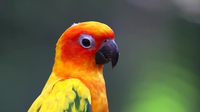Sun Conure Parrots