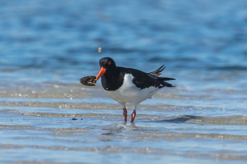 Austernfischer mit muschel