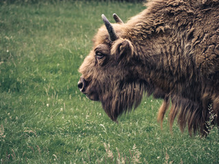 Bison
