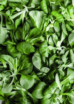 Mache lettuce macro shot (field or lamb's lettuce).
