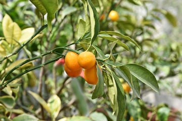 Mandarin tree in garden