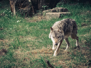 Wolf am jagen