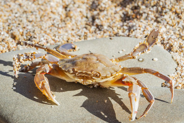 Live crab sitting on a flat stone on the beach