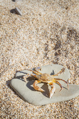 Live crab sitting on a flat stone on the beach