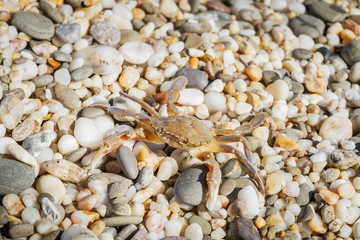 Live crab sitting on small stones on the beach in the summer