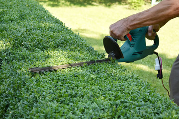the man is cutting the boxwood bushes. landscape design