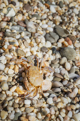 Live crab sitting on small stones on the beach in the summer