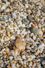 Live crab sitting on small stones on the beach in the summer