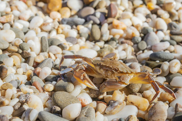 Fototapeta premium Live crab sitting on small stones on the beach in the summer