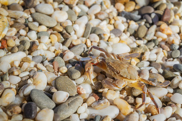 Live crab sitting on small stones on the beach in the summer
