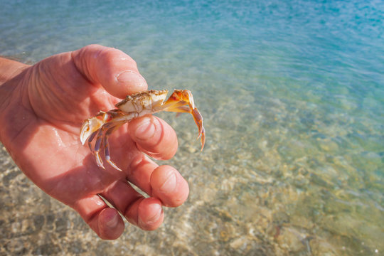 Live crab in the hand of a man on the background of the sea