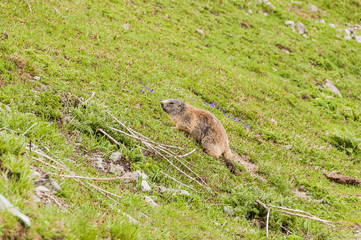 Naklejka premium Murmeltier, Säugetier, Nager, Alpen, St. Moritz, Bergwiese, Sommer, Oberengadin, Graubünden, Schweiz