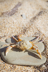 Live crab sitting on a flat stone on the beach