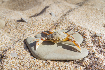 Live crab sitting on a flat stone on the beach