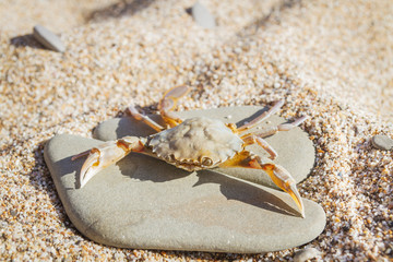 Live crab sitting on a flat stone on the beach