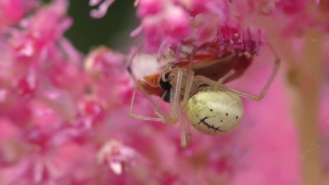 Spider eat beetle Cantharis livida on Astilbe